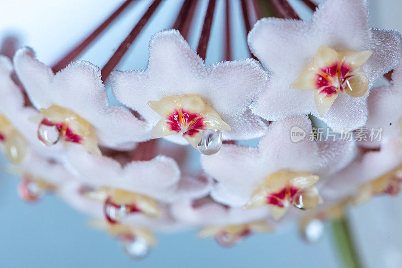 Hoya Carnosa花的特写，花吊灯，花蜜